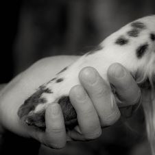 invitasjon-til-seminar-om-spanielhelse