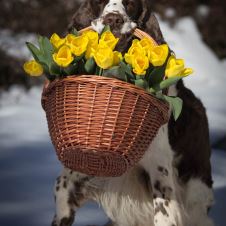 aeres-den-som-aeres-bor