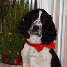 tid-for-juleannonser-og-andre-bidrag-til-vare-spaniels
