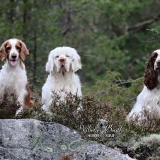 avdelingstilhorighet-for-medlemmer-som-bor-i-fylker-uten-nsk-avdeling