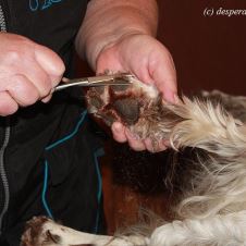 hverdagsklipp-av-engelsk-springer-spaniel