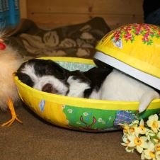 paskefotokonkurranse