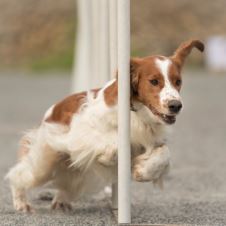 arets-mestvinnende-brukshunder-2016