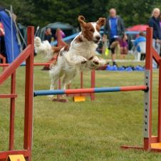 arets-mestvinnende-brukshunder-2015