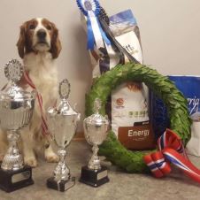 arets-mestvinnende-brukshunder-2016-2