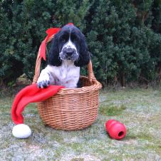 tid-for-juleannonser