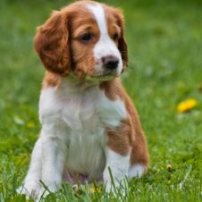 program-for-rs-helgen