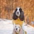 presisering-vare-spaniels
