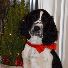 tid-for-juleannonser-og-andre-bidrag-til-vare-spaniels