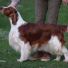 arets-mestvinnende-utstillingsspaniels-pr-16-september-2016